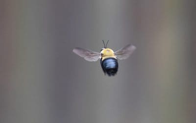 Everything You Need to Remove Carpenter Bees at Home